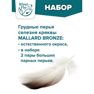 Бронзовое перо селезня кряквы