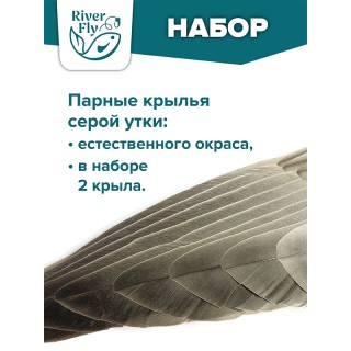 Крылья серой утки парные