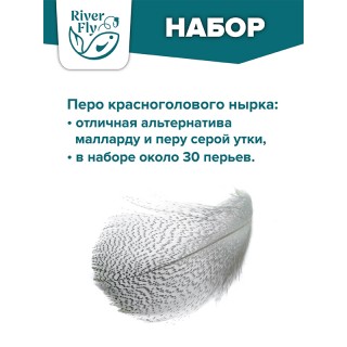 Перо красноголового нырка